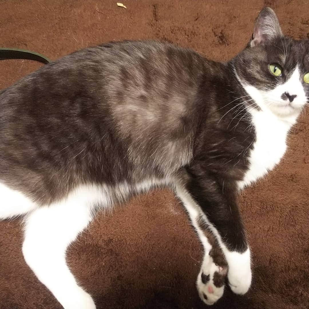 藤波さとりのインスタグラム：「あられもない#猫」