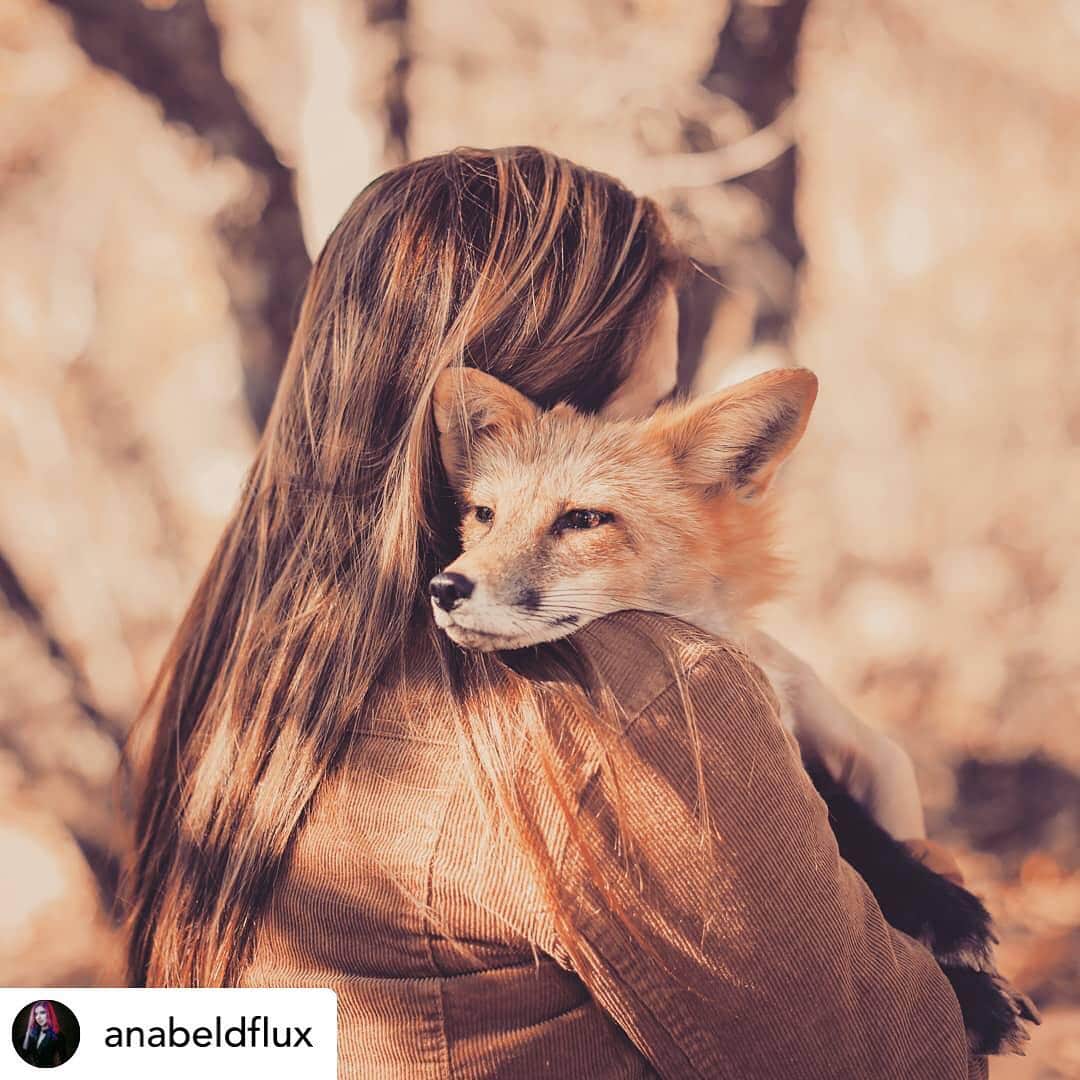 のインスタグラム：「We always love our photo shoots with @anabeldflux - she is absolutely amazing as a photographer, a friend, and a soul!!! We are looking at doing another photoshoot in May!! If you are interested in securing a spot, PM me or Anabel. The shoot would be at the center in #Santa #ysable in #sandiego.  1/2 hour shoots and we will let you know the cost if interested in booking!! . Posted @withrepost • @anabeldflux #Throwback to a touching moment between Viktor the fox and a participant at the last photo shoot event at the @jabcecc ♥️ The JAB Canid Education and Conservation Center is a nonprofit dedicated to education and conservation in Southern California. They are the ONLY nonprofit center to have Belyaev foxes in the WORLD. This incredible nonprofit does such monumental work, please check them out. The JAB Canid Education and Conservation Center is available for private encounters and photo shoots- please visit www.jabcecc.org for more information! • • • • #photographerlife #photoshoot #photosession #fox #foxes #foxesofinstagram #redfox #belyaev #animallovers #animalsofinstagram #jabcecc #conservation #education #photooftheday #ambassador #nonprofit #teamcanon #photography #dflux #dfluxphotography #deliquesceflux #deliquescefluxphotography」