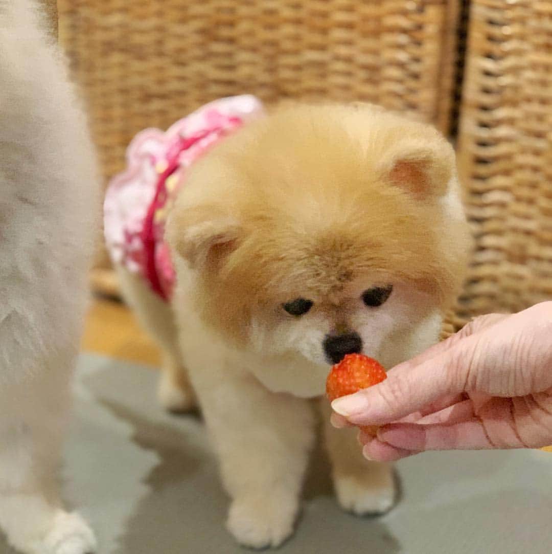 Ella Chuffyのインスタグラム：「Fruit of the day is strawberry!!! 🍓 smell good~ 😋 cut it cut it....I can’t wait . . . . . . . . . . #ellachuffy #pet #petstagram #pomeranianpage #pomeraniansofinstagram #teacuppoms #cutedogs #pomeranian_lovers #pomeranianlife #pomeranianworld #teddybeardog #pomeranian #puppylove #aplacetolovedogs #dogoftheday #justpomeranians #fluffypack #dogoftheday #anmlsposts #thedailypompom #picoftheday #iflmdog #犬 #狗 #everydaydoglover  #pomeranianww #justpomeranians #bridgetdoodlesdogs」