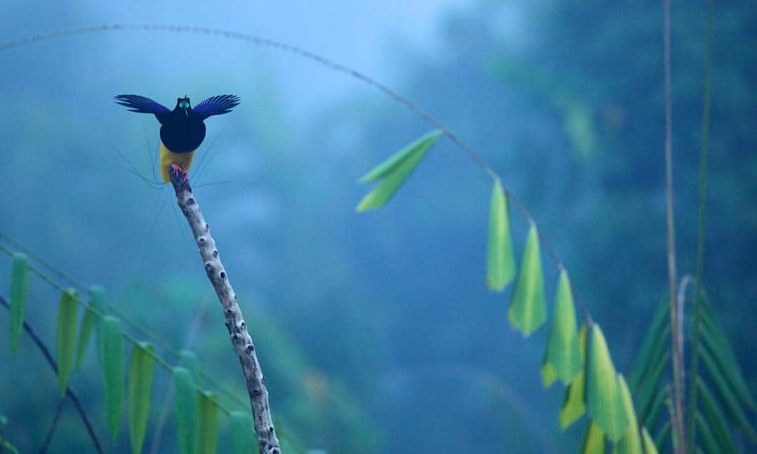 Tim Lamanさんのインスタグラム写真 - (Tim LamanInstagram)「Photos by @TimLaman.  Here are a few more of my favorite Bird-of-Paradise images now available as signed prints at the link in my profile or www.timlamanfineart.com.  1. Greater Bird-of-Paradise males displaying.  2.  Blue Bird-of-Paradise in a fruiting tree.  3.  Twelve-wired Bird-of-Paradise calling in the mist.  Stay tuned this weekend, because we will be having our first Bird-of-Paradise Flash Sale of affordable square prints.  Check back here for details tomorrow.  #birdsofparadise #birdofparadise #PNG #Indonesia #Papua」4月19日 3時26分 - timlaman