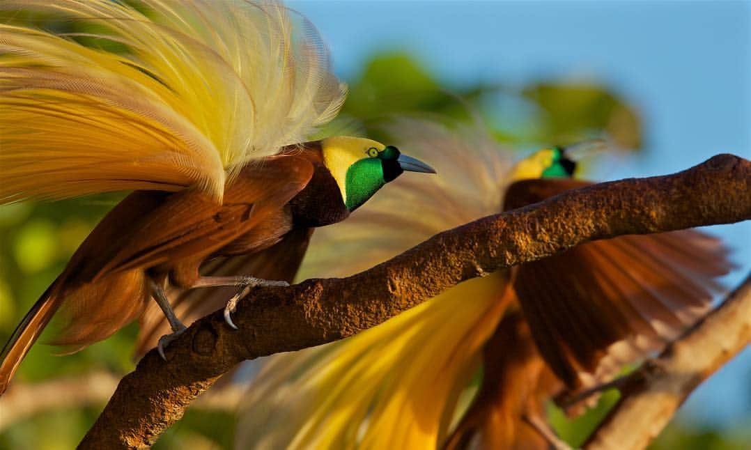 Tim Lamanさんのインスタグラム写真 - (Tim LamanInstagram)「Photos by @TimLaman.  Here are a few more of my favorite Bird-of-Paradise images now available as signed prints at the link in my profile or www.timlamanfineart.com.  1. Greater Bird-of-Paradise males displaying.  2.  Blue Bird-of-Paradise in a fruiting tree.  3.  Twelve-wired Bird-of-Paradise calling in the mist.  Stay tuned this weekend, because we will be having our first Bird-of-Paradise Flash Sale of affordable square prints.  Check back here for details tomorrow.  #birdsofparadise #birdofparadise #PNG #Indonesia #Papua」4月19日 3時26分 - timlaman