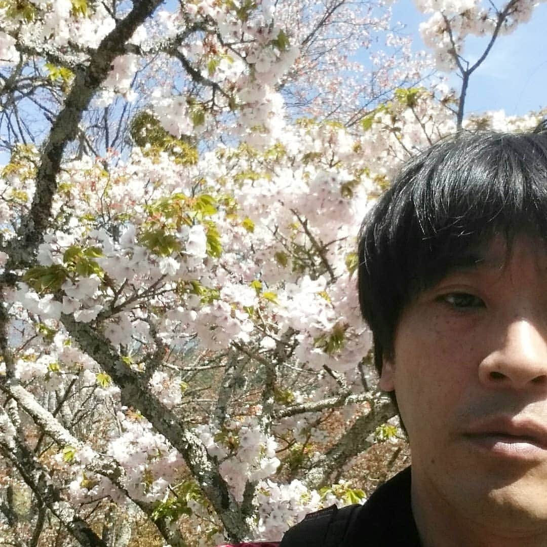 町田星児さんのインスタグラム写真 - (町田星児Instagram)「造幣局の通り抜けの翌週には吉野へも。 登山のストック持って行っといてマジでよかった。 今しか見れへん桜やからこそ見に行きたくなる。 今しか見れへんで言うたら、これ！ ↓ ●5月20日、大喜利の空 (ZAZA POCKET'S) ●5月26日、ベースボール寄席 (ポストよしもと) #吉野の桜」4月19日 3時48分 - machidaseiji