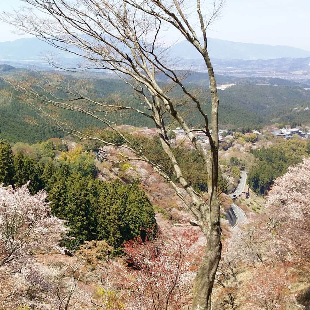町田星児さんのインスタグラム写真 - (町田星児Instagram)「造幣局の通り抜けの翌週には吉野へも。 登山のストック持って行っといてマジでよかった。 今しか見れへん桜やからこそ見に行きたくなる。 今しか見れへんで言うたら、これ！ ↓ ●5月20日、大喜利の空 (ZAZA POCKET'S) ●5月26日、ベースボール寄席 (ポストよしもと) #吉野の桜」4月19日 3時48分 - machidaseiji