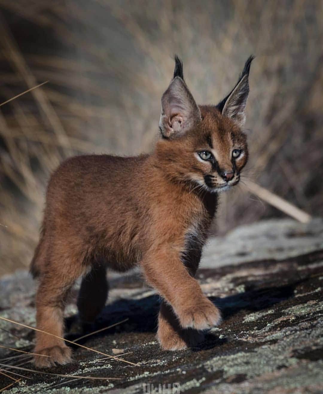 wonderful natureさんのインスタグラム写真 - (wonderful natureInstagram)「Photo by @uli_wildlife check out his feed for more」4月19日 4時06分 - awesome.earth