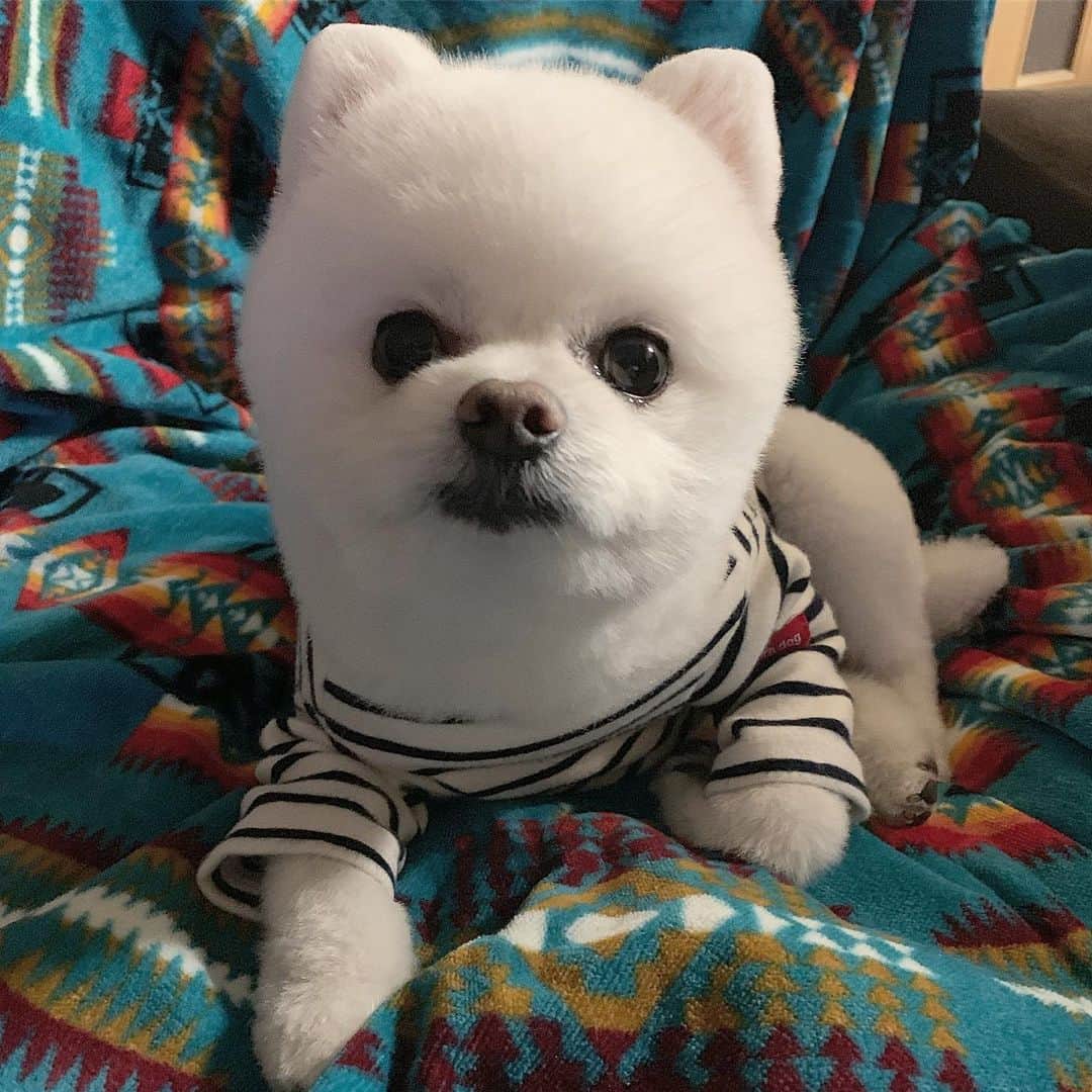 のインスタグラム：「マインドスキャン‼️あなたは今ぁ〜✋🏻🐶✨白い犬がこっち見てると思ったでござるね〜✋🏻🐶✨ マインドスキャン‼️えぇ〜あなたは今ぁ〜✋🏻🐶✨この子は何言ってるんだろうと思ったでござるねぇ〜✋🏻🐶✨ ご挨拶遅れました❣️ボクちんは、あらゆる人間のマインドをスキャンできる✋🏻🐶✨マインドスキャナーNICOと申しますやっほい✋🏻🐶✨ #マインドスキャナー #マインドスキャン #マインドスキャナーNICO #あらゆる人間のマインドをスキャンします #もう登場しないと思います #ポメリズム #ポメラニアン #白ポメ #pomeranian」