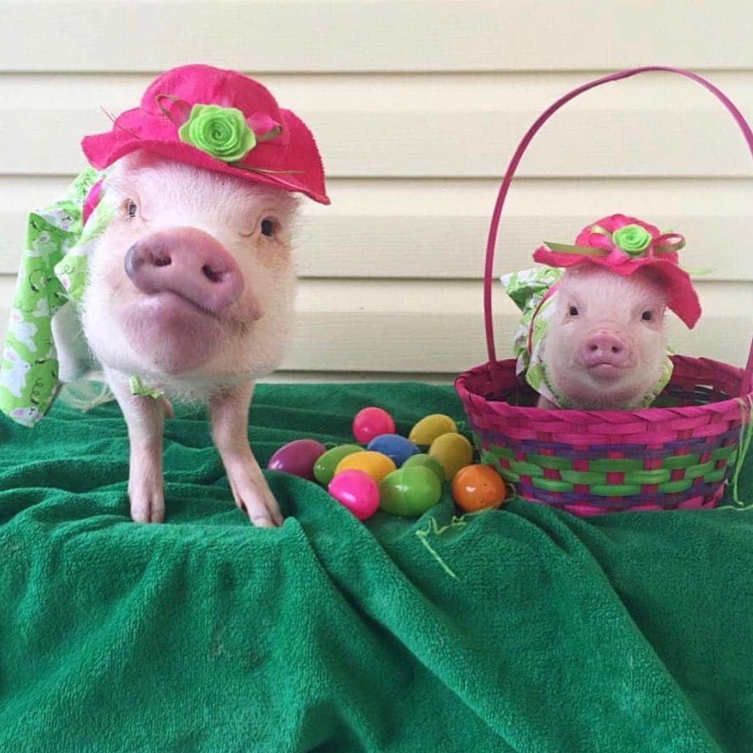 Priscilla and Poppletonさんのインスタグラム写真 - (Priscilla and PoppletonInstagram)「Throwback to the year Pop found a “Pink” golden egg. Swipe to see my prize find, too.🐷💕👒#besteasterever #PoseyandPink #minime #easterbonnet #goldenegg #PrissyandPop」4月19日 4時47分 - prissy_pig
