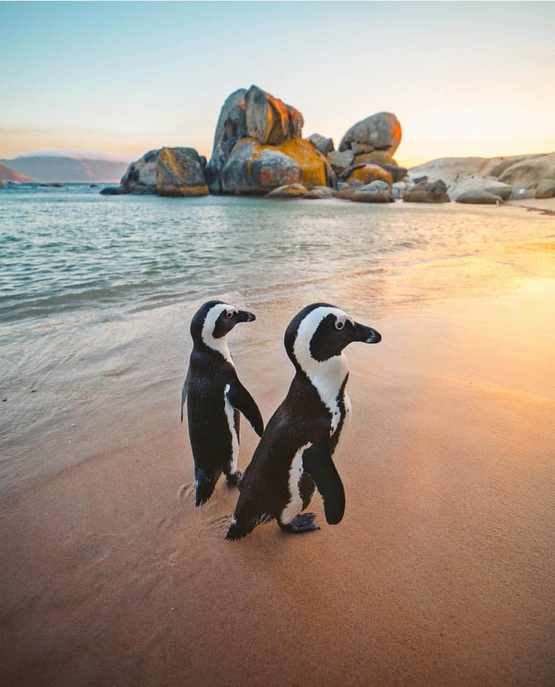 Wonderful Placesさんのインスタグラム写真 - (Wonderful PlacesInstagram)「Boulders Beach - South Africa ✨❤️❤️❤️✨ Follow ✨✨@timothysykes✨✨ the self-made millionaire who travels the world while teaching others how to become  millionaires too! . Pic by @emmett_sparling」4月19日 5時05分 - wonderful_places