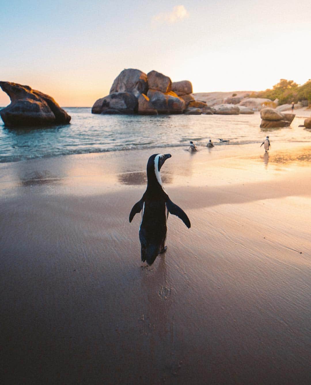 Wonderful Placesさんのインスタグラム写真 - (Wonderful PlacesInstagram)「Boulders Beach - South Africa ✨❤️❤️❤️✨ Follow ✨✨@timothysykes✨✨ the self-made millionaire who travels the world while teaching others how to become  millionaires too! . Pic by @emmett_sparling」4月19日 5時05分 - wonderful_places