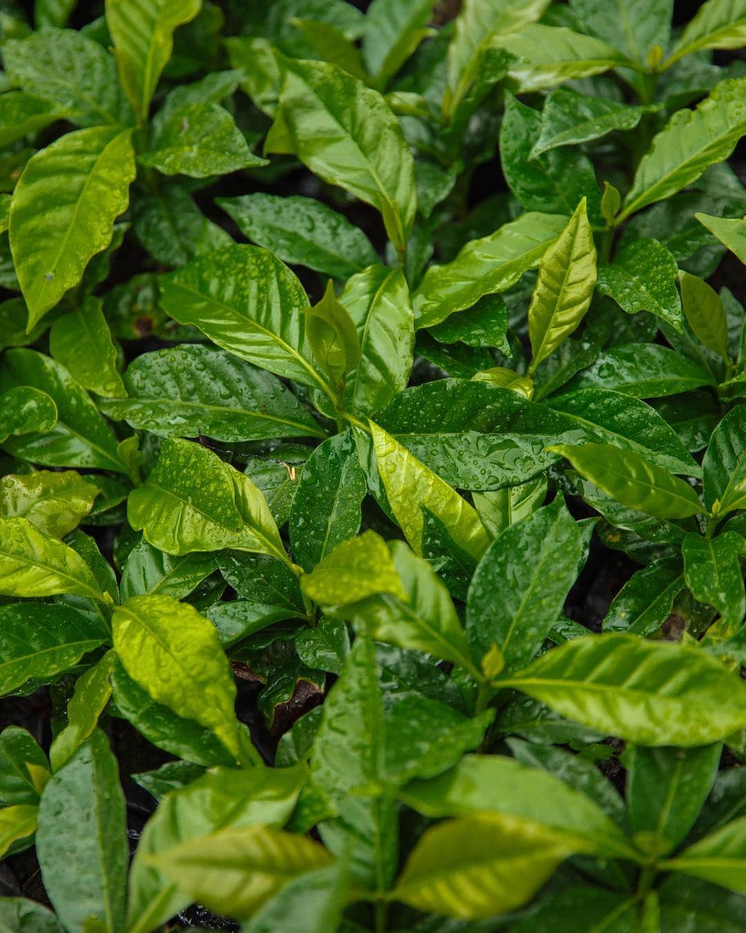 ローレン·ランドルフさんのインスタグラム写真 - (ローレン·ランドルフInstagram)「Some images I never shared from my time spent in Colombia documenting the sustainable coffee farming process for @nespressousa a couple years ago. Don Ruben and his wife welcomed us into their home and farm, an experience I’m forever thankful for. Best coffee I’ve ever sipped.」4月19日 4時58分 - laurenlemon