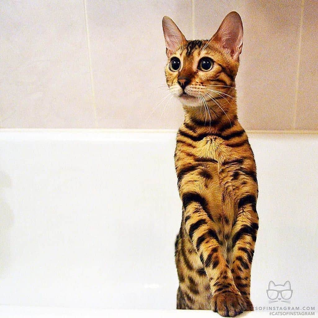 Celeb Bengal Cat · Simbaのインスタグラム：「Hi, friends. 😻 Today is a special day! That’s because we start our own 🎁 accessories shop.  Here you can find different goods with my photo: from watches and pillows, to hoodies and bags.  Check it! Link in bio @simbathebengal2015  Yours, Simba ➡️➡️➡️ #cat #gift」