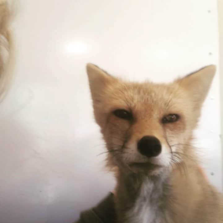 のインスタグラム：「Thursday silly!!!! This is the face I make when it’s pizza night!!! If any of you have met Viktor, you know he is a ham!!!! And he loves to be massaged!!! This is his face when you scratch him at the right tempo in the right place!!! What a goof ball!!! . We have a few encounters available in June- we just  opened them up and they will sell out quickly!! . May is fast approaching!! Who would like to Sponsor Viktor for May?? . Www.jabcecc.org . #loveviktor #viktors#1fan #viktorsdanclub #nonprofit #canidcenter #conservation #lovefoxes #russian #foxy #redfox #sponsorafox #saveafox #supportafox #canidconservation #animals #animalvideos #animallove #foxesofinstagram #videooftheday #animalvideo #sandiego #socal #massage #foxencounter #animalencounter #russiandomesticatedfox #jabcecc #siberiancupcakes」