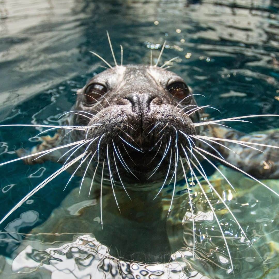 アニマルプラネットさんのインスタグラム写真 - (アニマルプラネットInstagram)「This STUNNING harbor seal lives at @georgiaaquarium! . . . . . #animalsofinstagram #animalplanet #animaloftheday #wild #wildlife #outdoors #animals #wildanimals #conservation #nature #animallovers #instanature #wildgeography  #seal #harborseal #aquairum #georgiaaquarium #theaquarium」4月19日 5時31分 - animalplanet