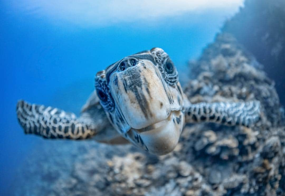 AIR CANADAさんのインスタグラム写真 - (AIR CANADAInstagram)「Best part of travelling? Meeting the locals! 👋🏻 Make some new friends in Grand Cayman with our year-round non-stop flights from Toronto. 📷@caymanjason . . Ce qu’il y a de mieux, en voyage? Se faire de nouveaux amis! 👋🏻 Faites des rencontres mémorables grâce à nos vols offerts toute l’année à destination de Grand Caïman au départ de Toronto.」4月19日 5時34分 - aircanada