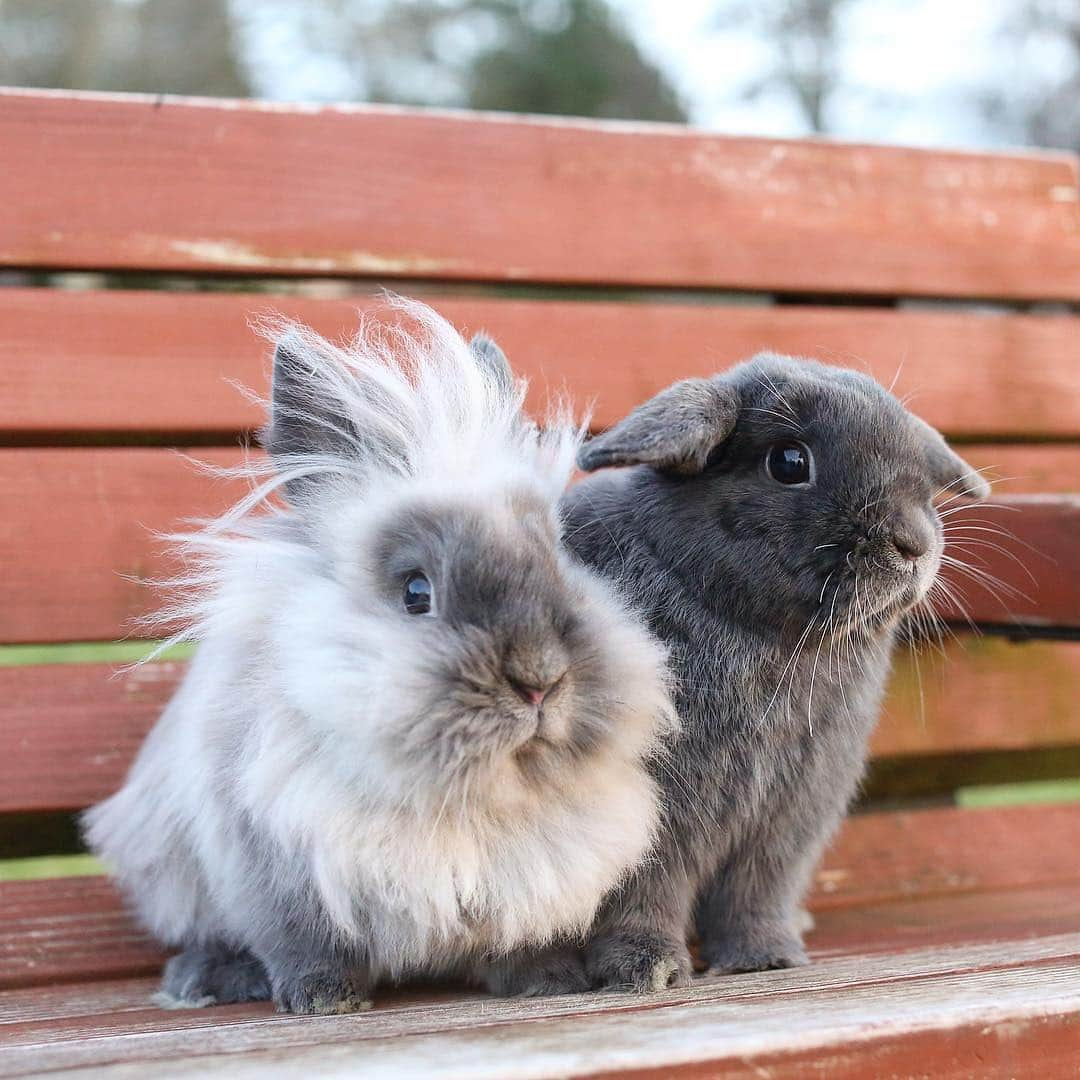 Instagramさんのインスタグラム写真 - (InstagramInstagram)「Hello, world. Today’s #WeeklyFluff answers the question: What’s better than one bunny? Two bunnies! Nimbus and Totoro (@nimbus_and_totoro) are here, just in time to be our dual Easter bunnies. 🐰🐰 “Rabbits are best when they have a partner,” says their human Pesha Nguyen. “But some can be difficult to pair due to their desire for dominance and territory. Fortunately, our buns were love at first sight.” Photo by @nimbus_and_totoro」4月19日 6時03分 - instagram