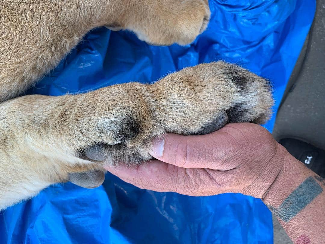 Black Jaguar-White Tiger さんのインスタグラム写真 - (Black Jaguar-White Tiger Instagram)「To think that Sonny used to fit in my hand... #BabySonnyBJWT #SaveLions」4月19日 6時08分 - blackjaguarwhitetiger