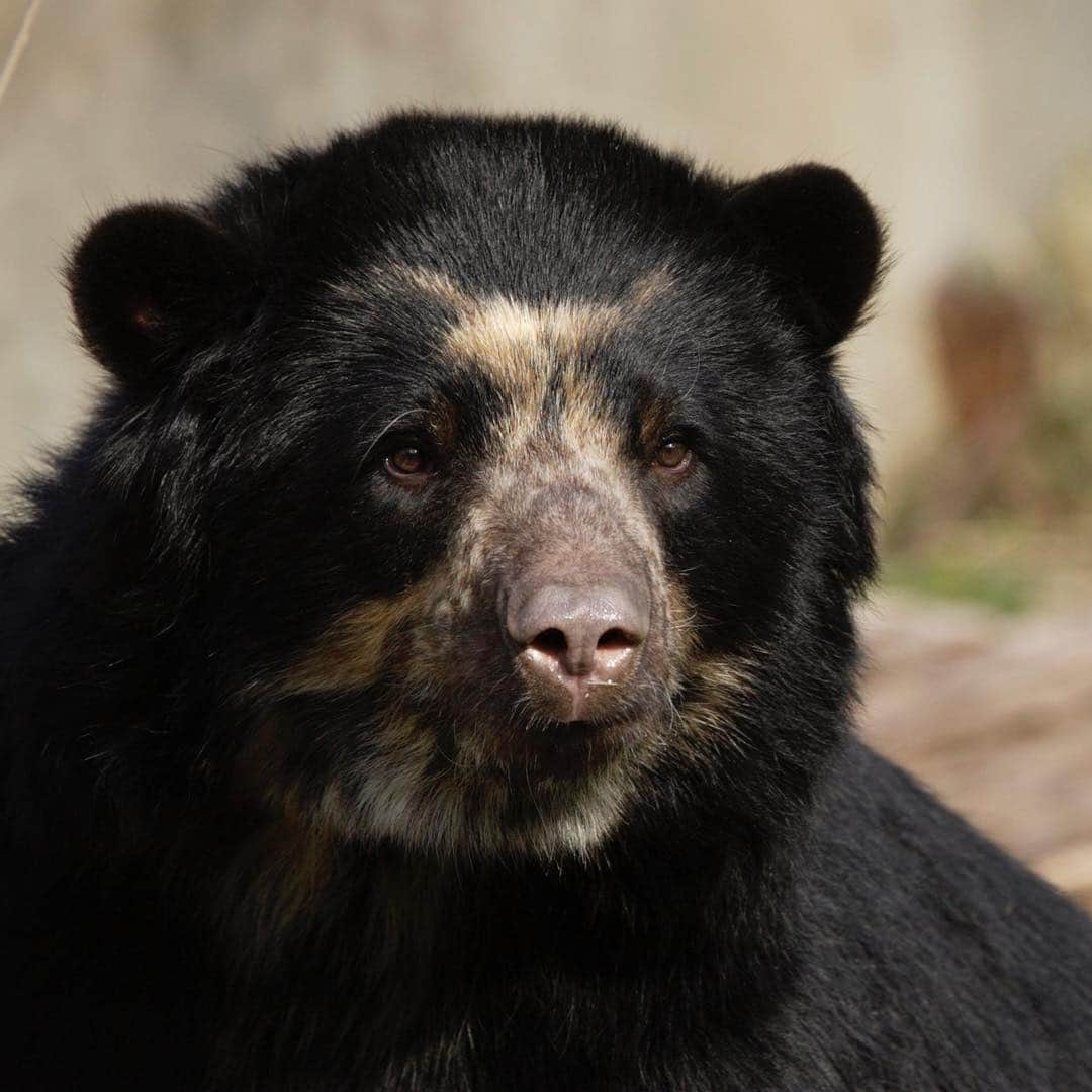 スミソニアン国立動物園さんのインスタグラム写真 - (スミソニアン国立動物園Instagram)「🐻👓 Why are Andean bears nicknamed "spectacled" bears? Some sport cream-colored markings around their eyes that resemble glasses! Learn fun facts about Billie Jean and Quito at the daily 11 a.m. and 2 p.m. Andean bear keeper chats. 👋 MEET OUR ANIMALS: s.si.edu/2h3CN1W.」4月19日 6時12分 - smithsonianzoo