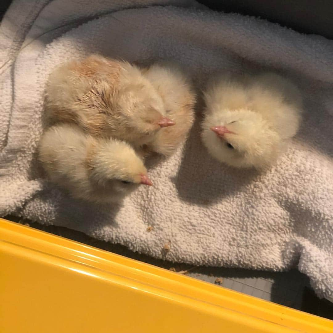 ロンダ・ラウジーさんのインスタグラム写真 - (ロンダ・ラウジーInstagram)「There’s new life at #BrowseyAcres🥚🐣🐥we’ve been taking baby steps towards sustainability and just hatched our first chicks! There was an outbreak of Newcastle disease in our area and there are no chicks for sale this spring. So we took it upon ourselves to hatch our own chicks and ducklings this year - and it was surprisingly easy - all it took was an incubator, some water, and a little space on our liquor shelf! Stay tuned via @rondarouseydotcom to join us on or journey to make #BrowseyAcres 100% sustainable and as zombie apocalypse proof as possible!」4月19日 6時31分 - rondarousey