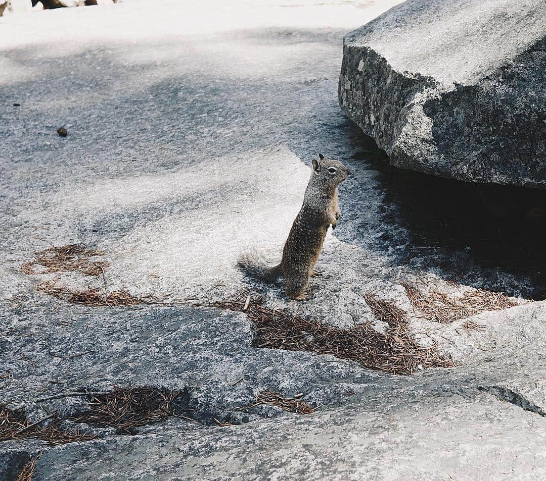 アン・カーティスのインスタグラム：「Made a new friend.  Also. Me when I see food 🐿」