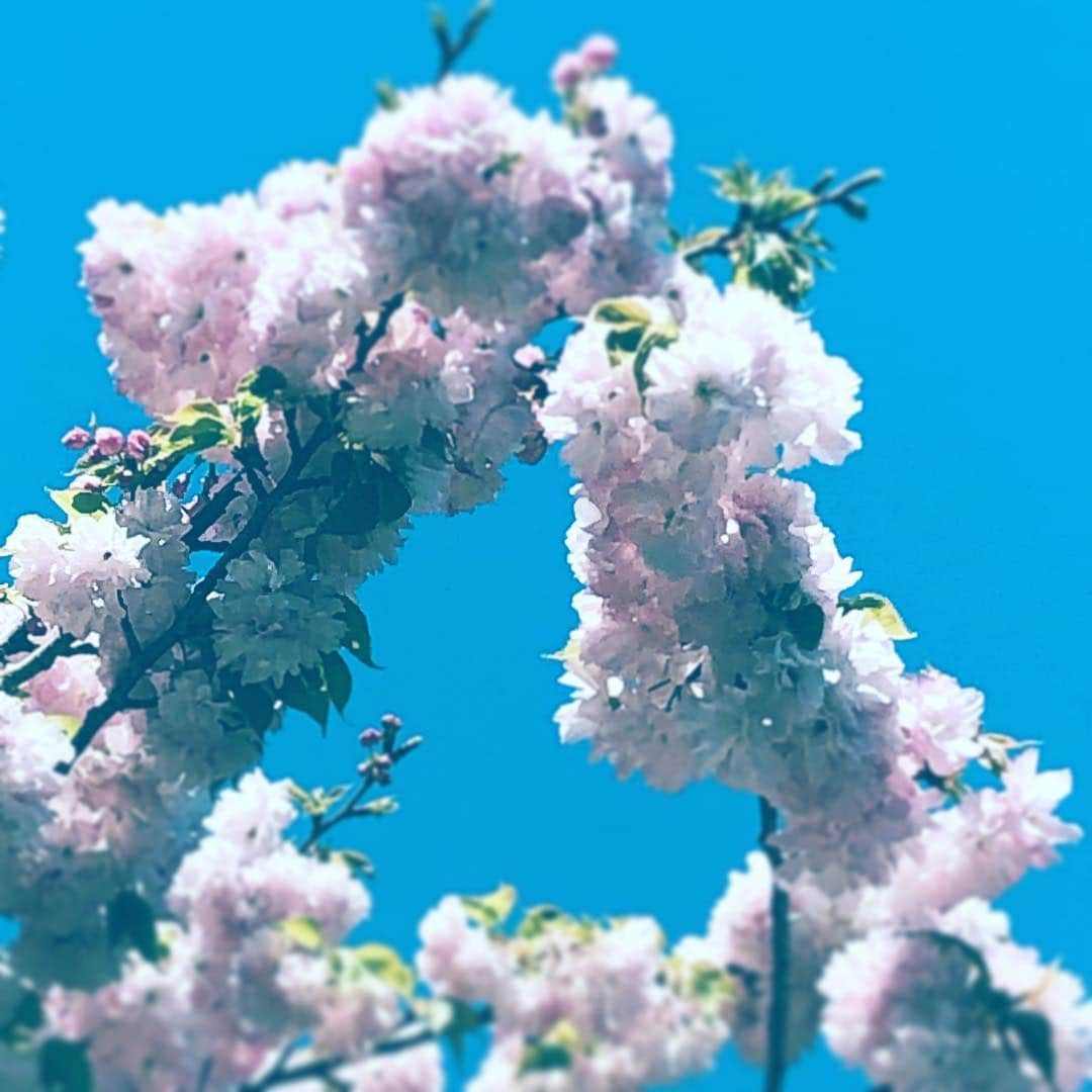 中野敬久さんのインスタグラム写真 - (中野敬久Instagram)「#八重桜 #still #cherryblossom #flower #flowersoflife #spring」4月19日 6時58分 - hirohisanakano