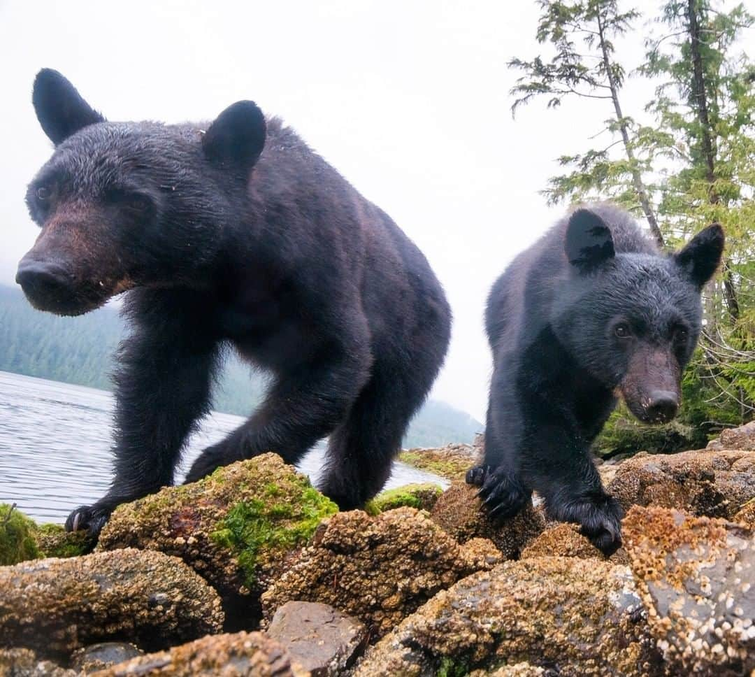 National Geographic Travelさんのインスタグラム写真 - (National Geographic TravelInstagram)「Photo by @bertiegregory | A female black bear and her 18-month-old cub patrol the rocky shoreline in search of crabs at low tide. West Coast of Vancouver Island, British Columbia, Canada. Shot with a remote controlled camera. #britishcolumbia #photography #wildlife #coast #bear」4月19日 7時01分 - natgeotravel