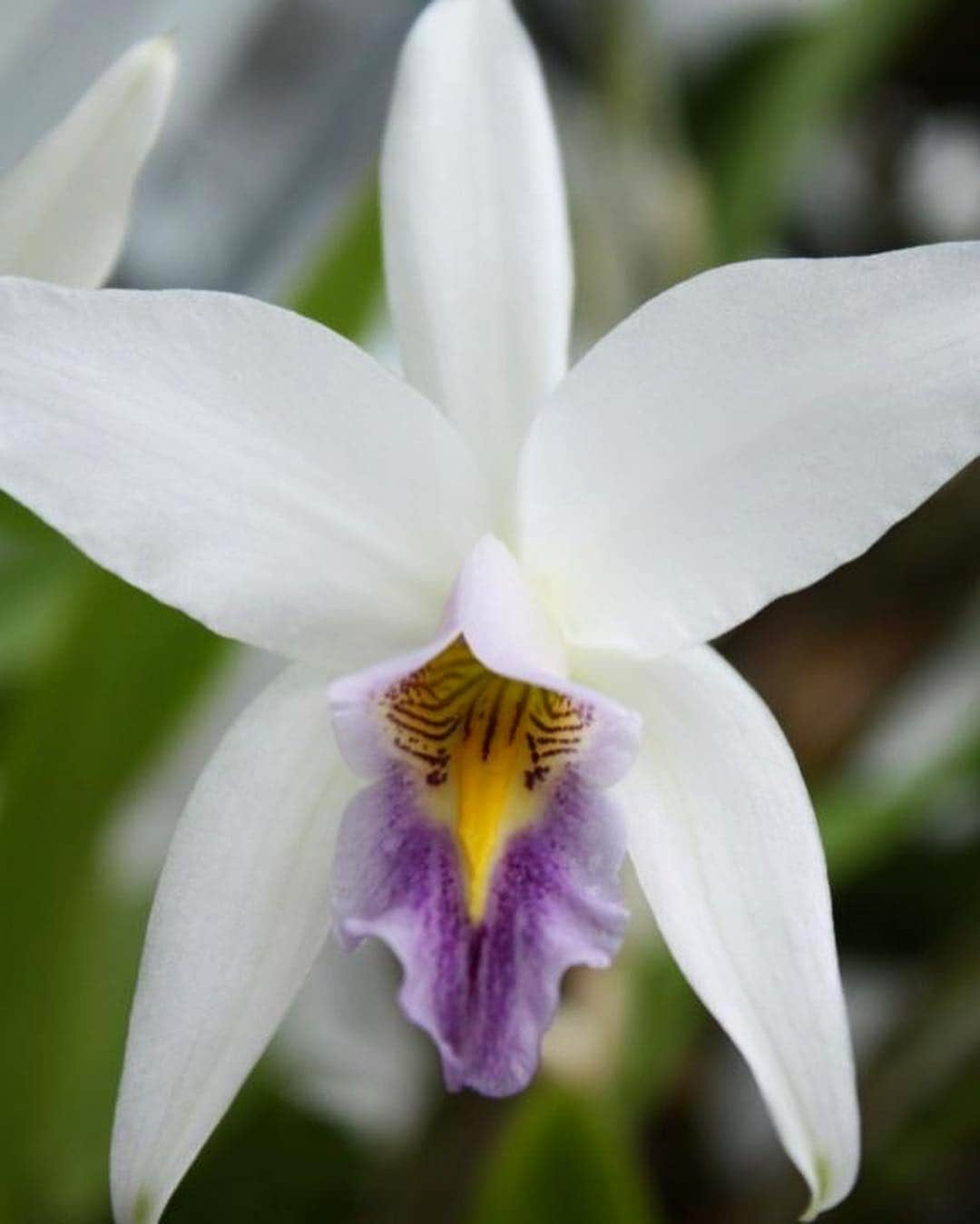 スミソニアン博物館さんのインスタグラム写真 - (スミソニアン博物館Instagram)「These stunning orchids are all the same species, Laelia anceps, but different selections. Orchids' ability to adapt to different habitats has made them one of the most widespread and diverse plant families on the globe, with more than 28,000 species worldwide. They live on every continent except Antarctica. An orchid's leaves, roots and flowers give us clues about the habitat where it lives and what pollinates it. Laelia anceps is a highly adaptable species that blooms in a wide range of pinks, purples and white. See @smithsoniangardens' annual #OrchidExhibit in the Robert and Arlene Kogod Courtyard of our @americanart and @smithsoniannpg through April 28.」4月19日 7時08分 - smithsonian