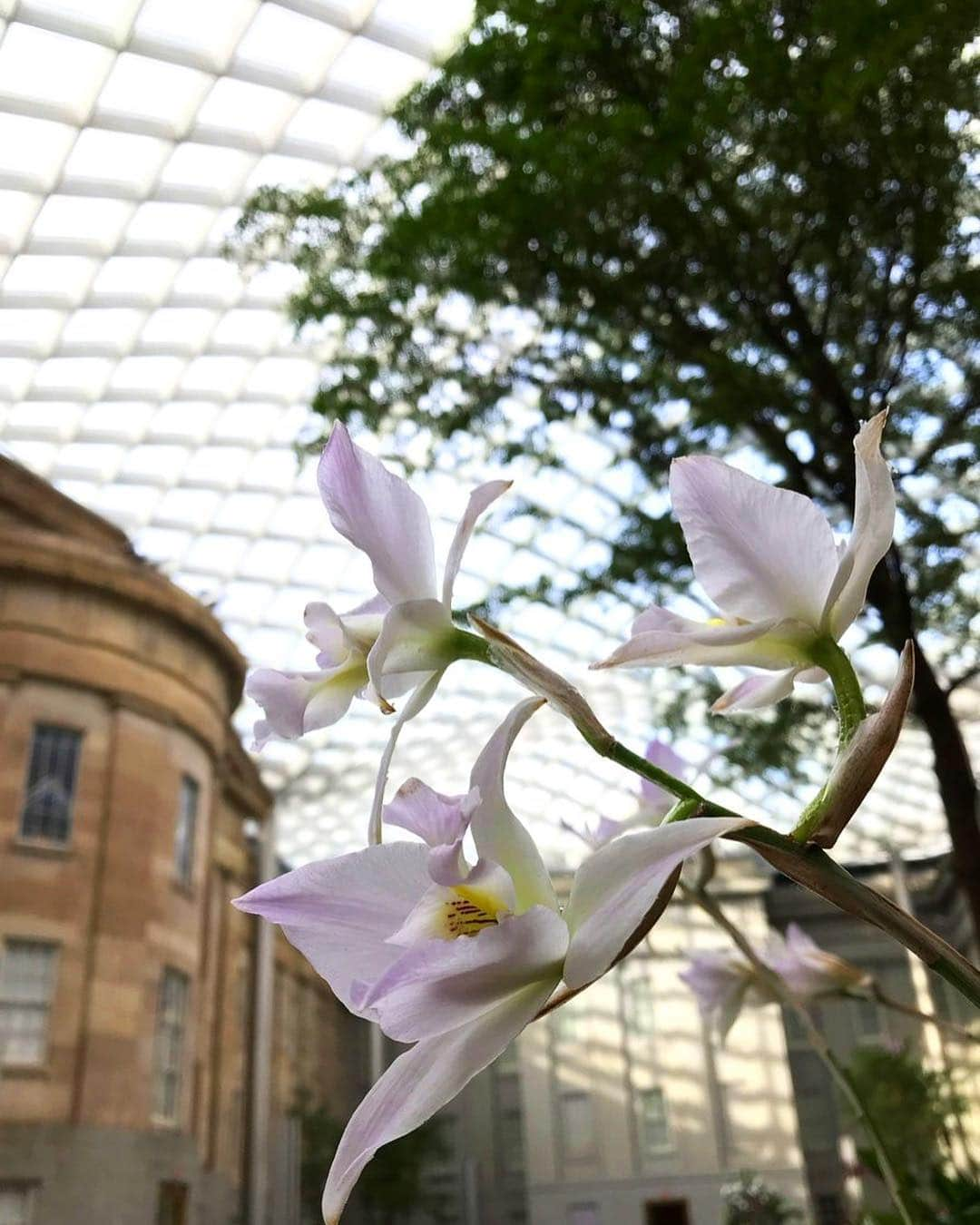 スミソニアン博物館さんのインスタグラム写真 - (スミソニアン博物館Instagram)「These stunning orchids are all the same species, Laelia anceps, but different selections. Orchids' ability to adapt to different habitats has made them one of the most widespread and diverse plant families on the globe, with more than 28,000 species worldwide. They live on every continent except Antarctica. An orchid's leaves, roots and flowers give us clues about the habitat where it lives and what pollinates it. Laelia anceps is a highly adaptable species that blooms in a wide range of pinks, purples and white. See @smithsoniangardens' annual #OrchidExhibit in the Robert and Arlene Kogod Courtyard of our @americanart and @smithsoniannpg through April 28.」4月19日 7時08分 - smithsonian