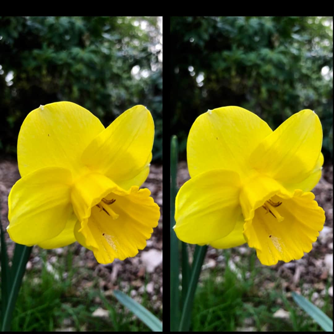 ブライアン・メイさんのインスタグラム写真 - (ブライアン・メイInstagram)「And ... in stereo.  3-D.  This is the parallel view, for those who like to stare ‘through’ the image and relax their eye axes. Swipe for the crossed eyes version, for those who prefer to free-view this way - which can be helped by focusing on your finger between you and the phone, and moving it back and forth until the 3-D image ‘clicks’. For more details please check out LondonStereo.com. Bri」4月19日 7時26分 - brianmayforreal