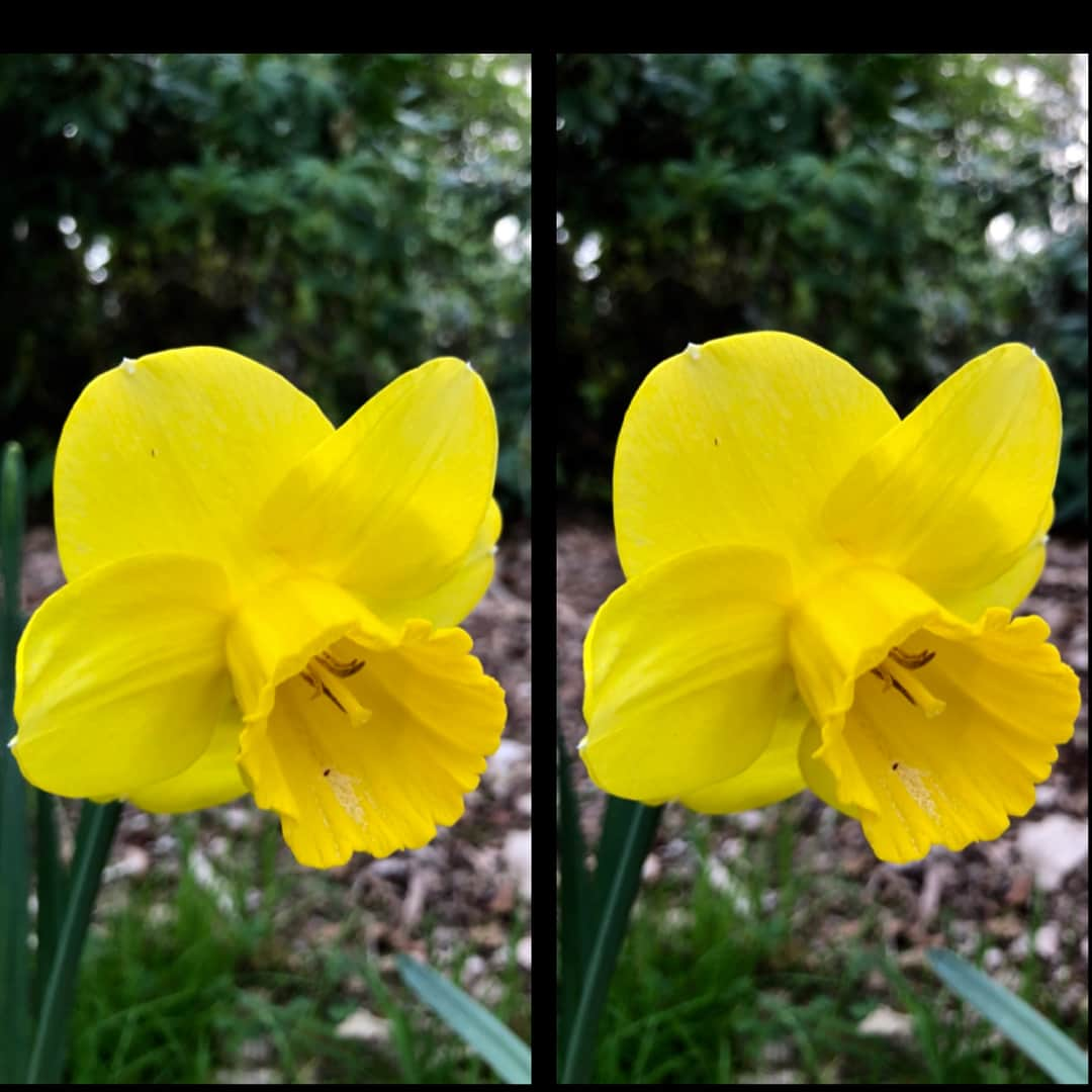 ブライアン・メイさんのインスタグラム写真 - (ブライアン・メイInstagram)「And ... in stereo.  3-D.  This is the parallel view, for those who like to stare ‘through’ the image and relax their eye axes. Swipe for the crossed eyes version, for those who prefer to free-view this way - which can be helped by focusing on your finger between you and the phone, and moving it back and forth until the 3-D image ‘clicks’. For more details please check out LondonStereo.com. Bri」4月19日 7時26分 - brianmayforreal