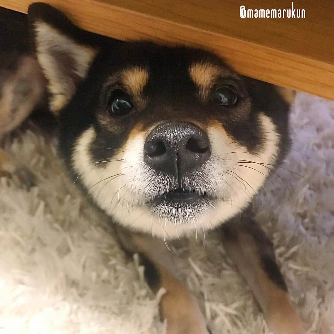 まめ丸のインスタグラム：「* * おるすばん、あと1日ー🐶❣️ #今日もがんばろうねっ💪✨ * boop the snoot🐶💓 * #週末はなにしてあそぶ🐶❓ #テーブルの下のまめ丸 シリーズ * #柴犬#豆柴#柴#黒柴#黒豆柴#犬#しばいぬ#shiba#shibainu#shibastagram#shibadog#puppy#instadog#dogstagram#dog#instashiba#blackshiba#petstagram#pet#cutepetclub#강아지#멍스타그램#boopthesnoot#doglover#ilovemydog#weeklyfluff」