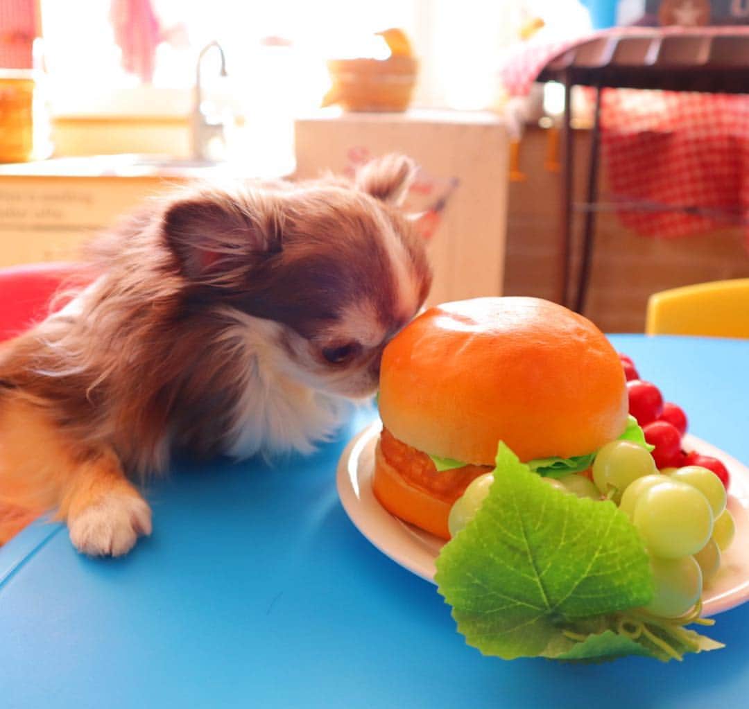 kayoのインスタグラム：「* * 朝ごはん🍔 いただきまーす😋 * * Lychee💗🍔 * * #chihuahua#chihuahualove#dogstgram#dog#instadog#チワワ#チワワ大好き * *」