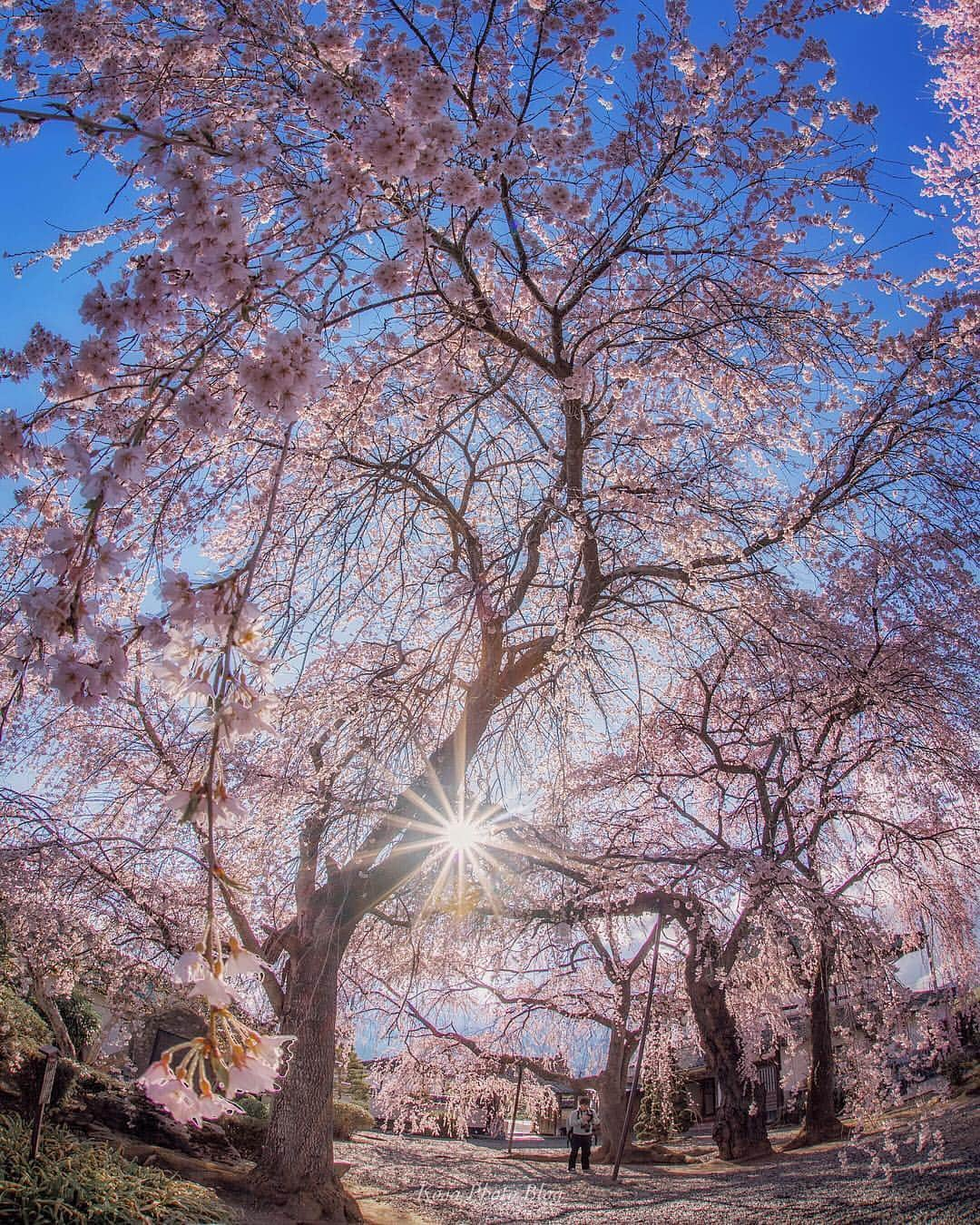 コサさんのインスタグラム写真 - (コサInstagram)「朝一番で典厩寺へ行ってきました👍 魚眼レンズでも入り切らないダイナミック枝垂れ桜でした😊 輝く太陽と一緒にキラーン☀️🤩 . Location:長野 Nagano/Japan Data:2019.4.15 . #art_of_japan_ #tokyocameraclub #dpj_member #team_jp_ #IG_PHOS #photo_jpn #ptk_japan #pt_life_ #bestjapanpics #Lovers_Nippon #apj_桜フェス2019﻿ #as_桜2019 #花びら大回転2019 #rox_sp2019 #sorakataphoto #light_nikon #japan_great_view #LBJ_members #Japan_Daytime_View #ap_japan_wide #はなまっぷ #IGersJP #special_spot_member #s_shot #wp_flowers #広がり同盟メンバー #nipponpic_member #beautifuldestinations #inspiring_shot #photo_travelers」4月19日 7時51分 - kosa_photo