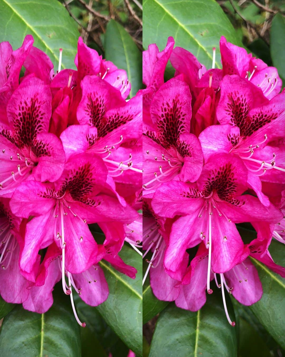 ブライアン・メイさんのインスタグラム写真 - (ブライアン・メイInstagram)「First Rhododendron in my garden. In IG stereo 3-D. I’m lucky - much of what is in my garden was planted by an eminent Victorian plant explorer - Sir Joseph Hooker. Many of these beauties are hybrids - progeny of the specimens he brought back from Nepal and existing Rhodos already growing in Surrey.  I’m thankful for once not to be away on tour at this time of the year, so I can enjoy these glorious  blooms. Enjoy this with me ! We can never take it for granted that we will see another Spring. Again, swipe for the crossed-eye view.  Bri」4月19日 7時51分 - brianmayforreal