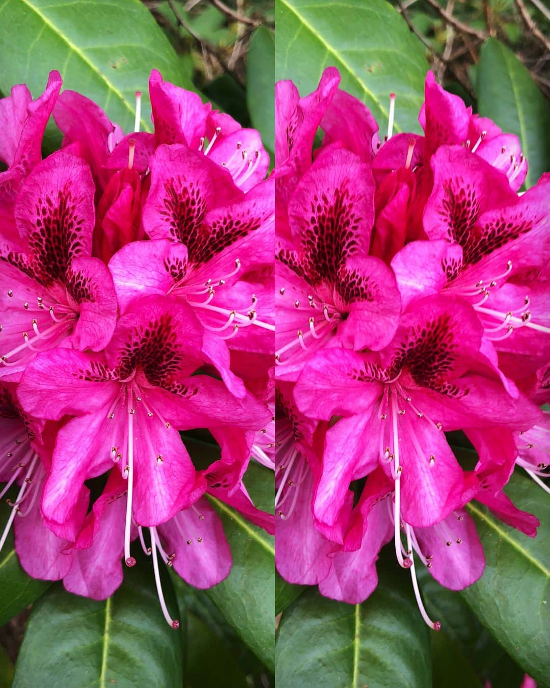 ブライアン・メイさんのインスタグラム写真 - (ブライアン・メイInstagram)「First Rhododendron in my garden. In IG stereo 3-D. I’m lucky - much of what is in my garden was planted by an eminent Victorian plant explorer - Sir Joseph Hooker. Many of these beauties are hybrids - progeny of the specimens he brought back from Nepal and existing Rhodos already growing in Surrey.  I’m thankful for once not to be away on tour at this time of the year, so I can enjoy these glorious  blooms. Enjoy this with me ! We can never take it for granted that we will see another Spring. Again, swipe for the crossed-eye view.  Bri」4月19日 7時51分 - brianmayforreal