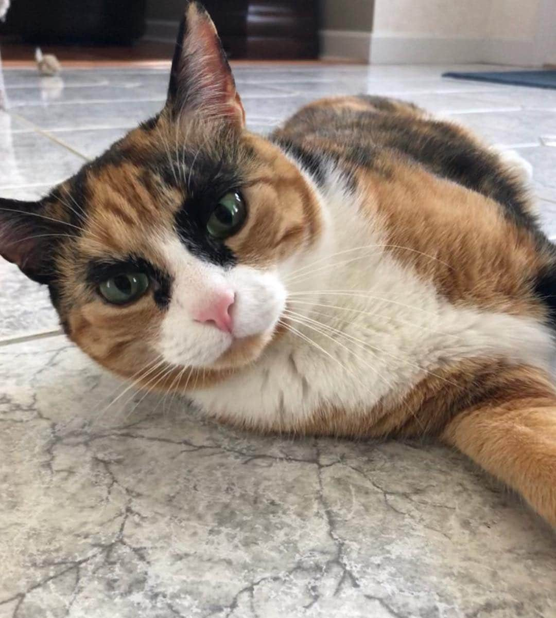 リリーさんのインスタグラム写真 - (リリーInstagram)「*Please help! - Long post about my Vet visit today*  Has this ever happened to any of my furriends?  Two days ago I jumped off my mom’s bed and face planted onto my right side. (I am normally a very graceful and coordinated cat😸) Since then, I have been wobbling, limping and walking slower. I am not meowing in pain. My mom took me to the Vet today but the Vet could not pin point what was wrong. She gave me pain medication to try for a week and if it does not help they will do X-rays. Any help/comments would be appreciated😺💚 My mom wants me healthy and running around again!」4月19日 7時52分 - lilly_crazyeyes