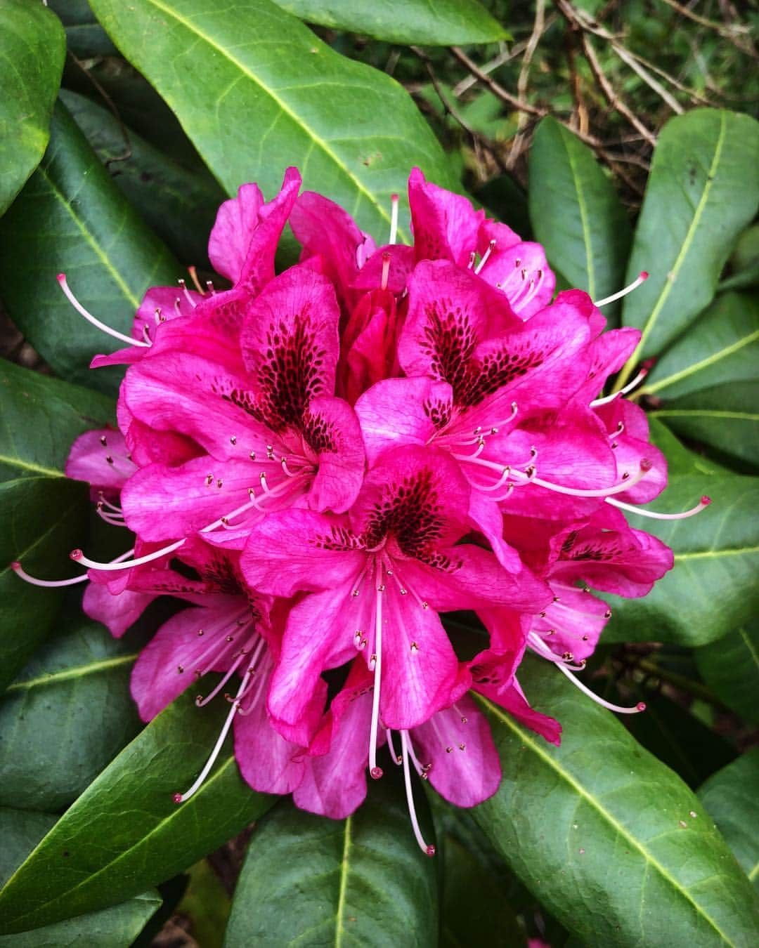 ブライアン・メイさんのインスタグラム写真 - (ブライアン・メイInstagram)「And in Mono. Early Rhododendron in wondrous bloom. Bri」4月19日 7時55分 - brianmayforreal