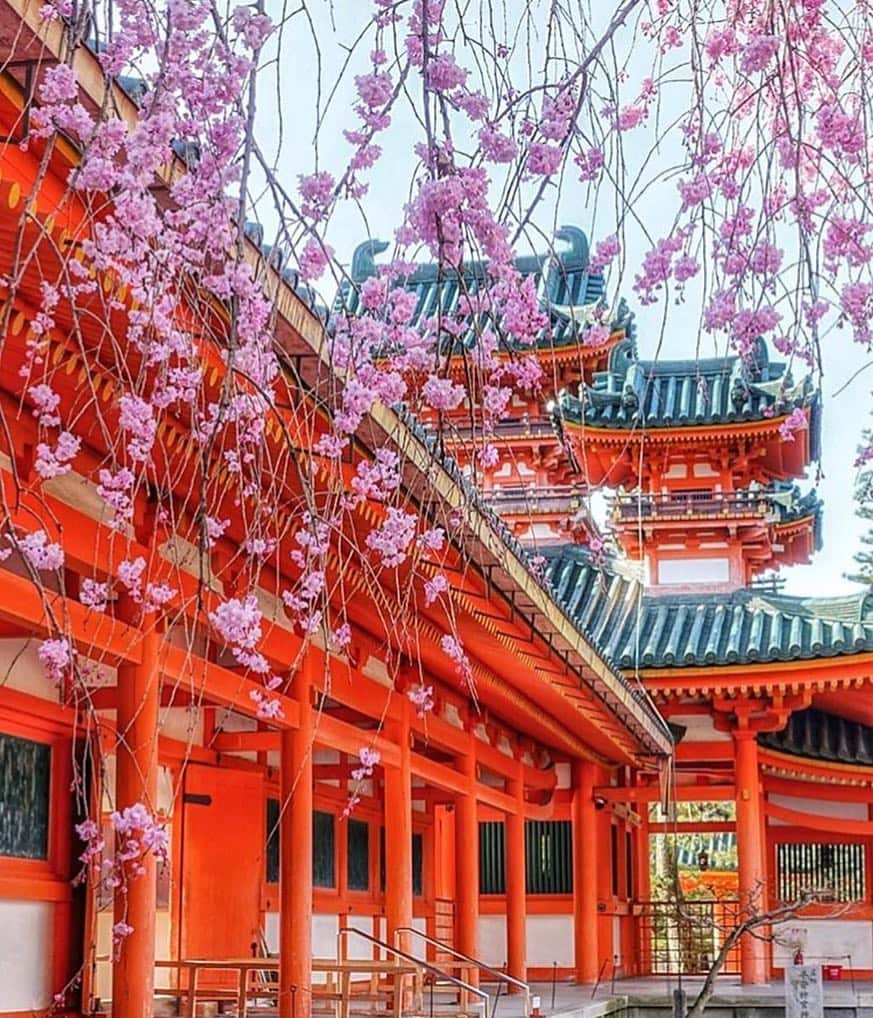 THE WESTIN KYOTO ウェスティン都ホテル京都のインスタグラム：「平安神宮はホテルより徒歩10分。 しだれ桜は散り始めですがまだまだきれいです。  Heian shrine is located 5 minutes on foot from the Westin Miyako Kyoto . The Cherry blossoms there are still beautiful.  Photo by 📸 @lotus.m.lotus  Tag @westinmiyakokyoto or #westinmiyakokyoto to share your images with us!  #ウェスティン都ホテル京都  #westinmiyakokyoto #京都ホテル #westin #ウェスティン  #京都旅行 #京都旅 #京都巡り #京都観光 #京都好き #そうだ京都行こう #京都散策 #京都好きな人と繋がりたい  #京都ホテル #京都グルメ #京都カフェ #京都スイーツ #kyototravel #japantravel #japantravelphoto」