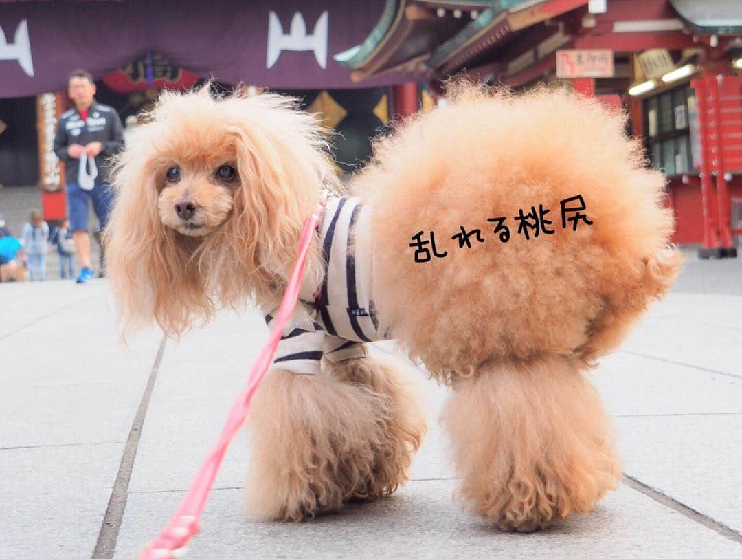 Toypoodle Mikuru?Asakusa Tokyoさんのインスタグラム写真 - (Toypoodle Mikuru?Asakusa TokyoInstagram)「20190419 Friday. Good morning! Friends 💕 やっと金曜日だよ😆 金泡🍻飲むんだぁ🤤 . ❶ 女はアップに耐えてみろ！ ❷ ごめん無理です😅 ❸ ボサボサ😅はよトリミング行かんとね。 . 桜🌸はこの週末で終わりかなぁ . #八重桜 #東京  #雑費処理かよ人生は」4月19日 8時01分 - purapura299