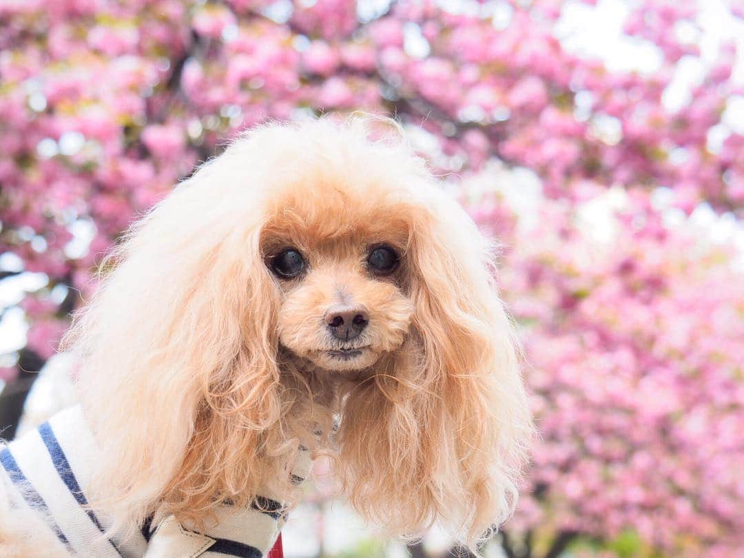 Toypoodle Mikuru?Asakusa Tokyoのインスタグラム