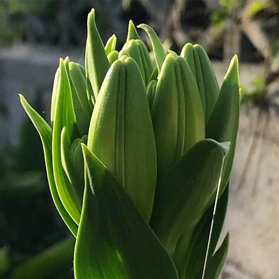 藤代冥砂さんのインスタグラム写真 - (藤代冥砂Instagram)「庭の百合の蕾。 ふっくらと膨よかでエネルギーに満ちている。美しいな。  #百合 #蕾 #百合の蕾 #朝 #沖縄 #庭」4月19日 8時04分 - meisafujishiro