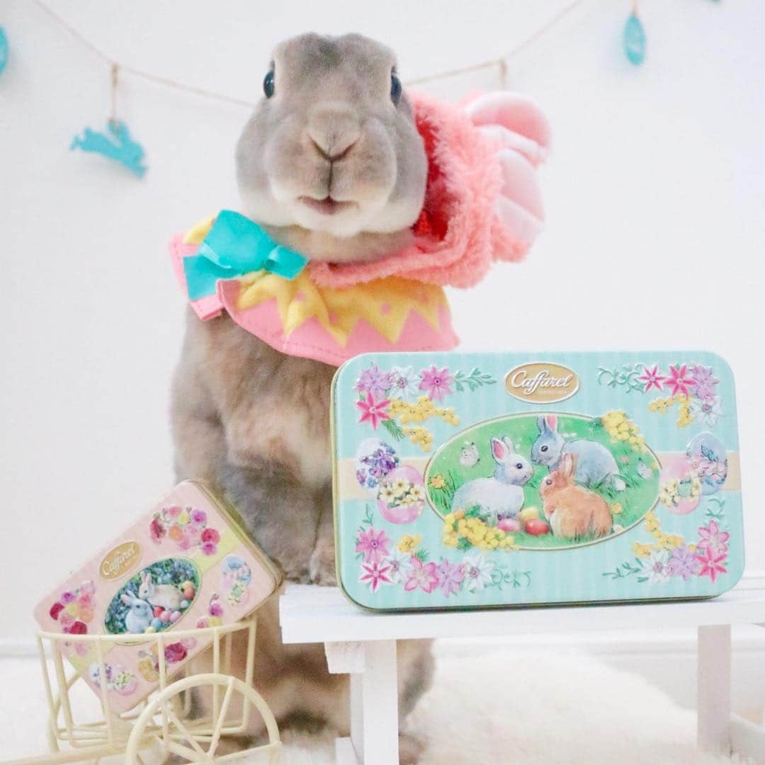 Kayoさんのインスタグラム写真 - (KayoInstagram)「🥚 今度の日曜はイースター🐰🌼🐣 ・ ・ #caffarel #カファレル」4月19日 8時12分 - kayosaaku