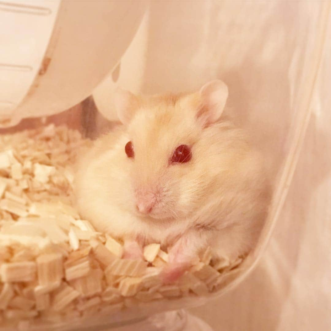 hamster_mocoのインスタグラム