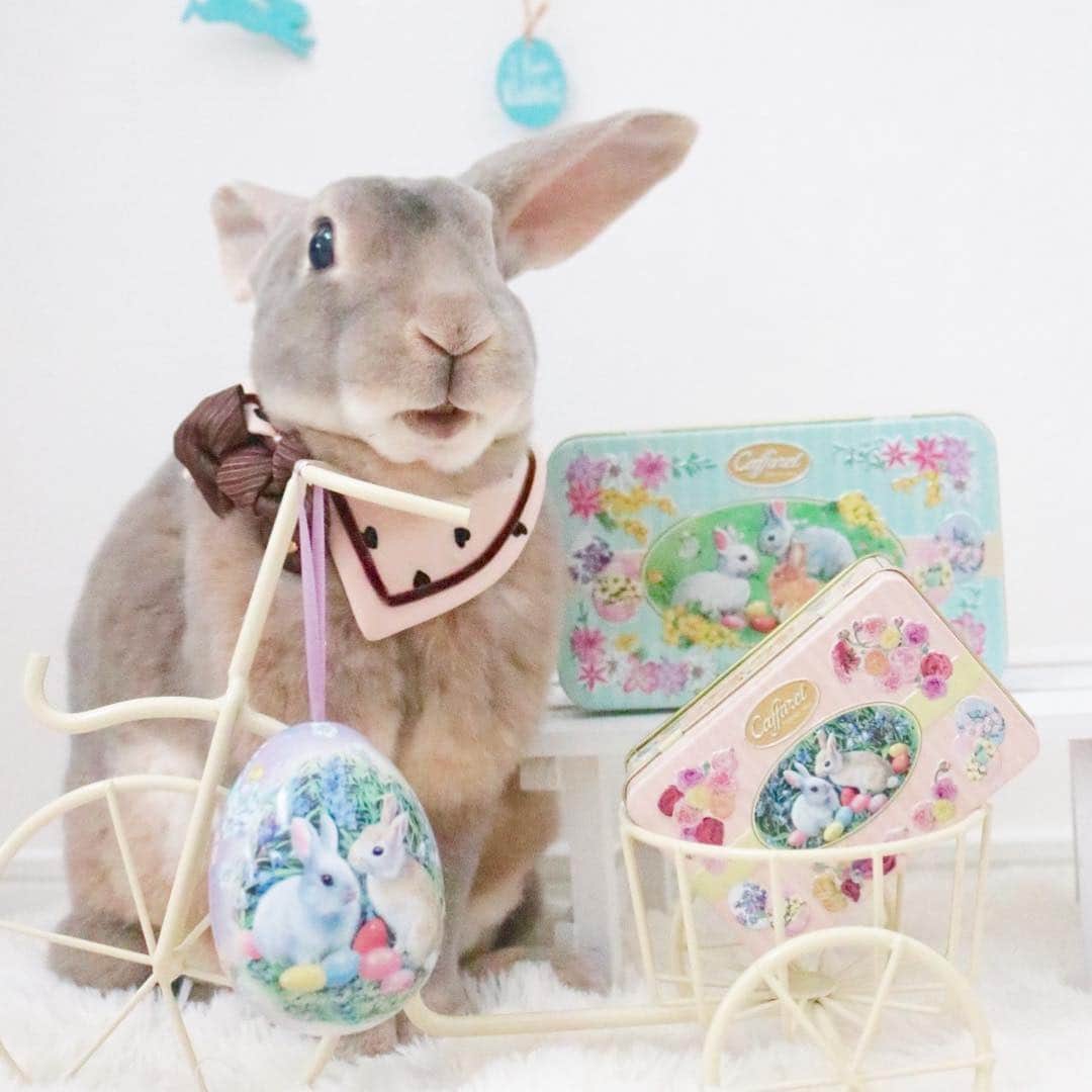 Kayoのインスタグラム：「🥚 今度の日曜はイースター🐰🌼🐣 ・ ・ #caffarel #カファレル」