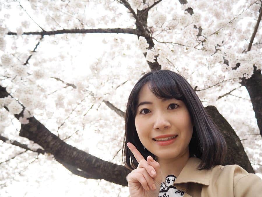 菅原智郁さんのインスタグラム写真 - (菅原智郁Instagram)「先日おやすみだったので、満開の #霞城公園 へ行ってきました🌸 山形にもやっとお花見の時期が来ました✨ この日は曇り空だったので、桜と空が一体化してますが…笑 . 前回前々回と被写体側の写真をあげていましたが…数ヶ月前にミラーレス一眼を買って、最近は写真を撮るのが趣味になってます📸 .  まだまだカメラを使いこなせていませんが、いつもはオートで撮るところを、今回はマニュアルで撮ってみました✨ 日々訓練です💪 . 平日にもかかわらず、会場には多くの人がお花見を楽しんでいましたよ☺️🌸 春はいいですねぇ .  フォロワー980人のみなさまありがとうございます！！ あと少しで1000人です～楽しみ .  みなさんの地域の桜はどんな感じですか？？ . #山形 #山形市 #yamagata #東北 #行くぜ東北 #お花見 #ミラーレス一眼 #olympuspen #photography #撮影 #桜 #🌸 #お花見 #菅原智郁」4月19日 8時31分 - tomotomokaaaa22