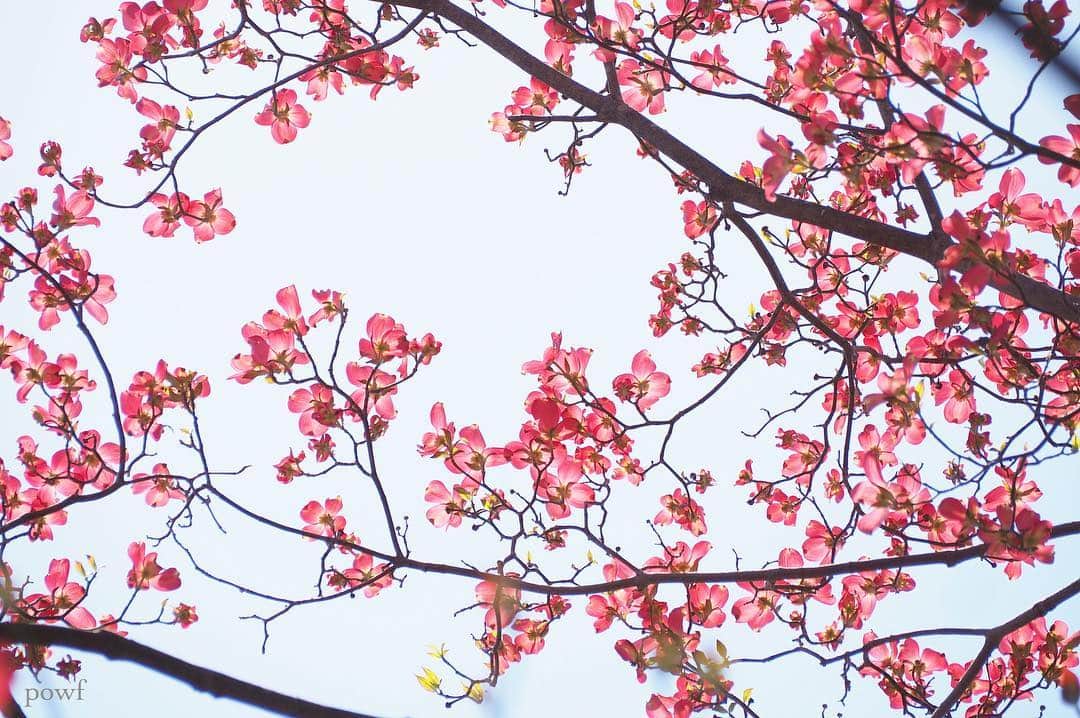 anemone_69さんのインスタグラム写真 - (anemone_69Instagram)「. #ハナミズキ #花水木 . .」4月19日 8時36分 - powf
