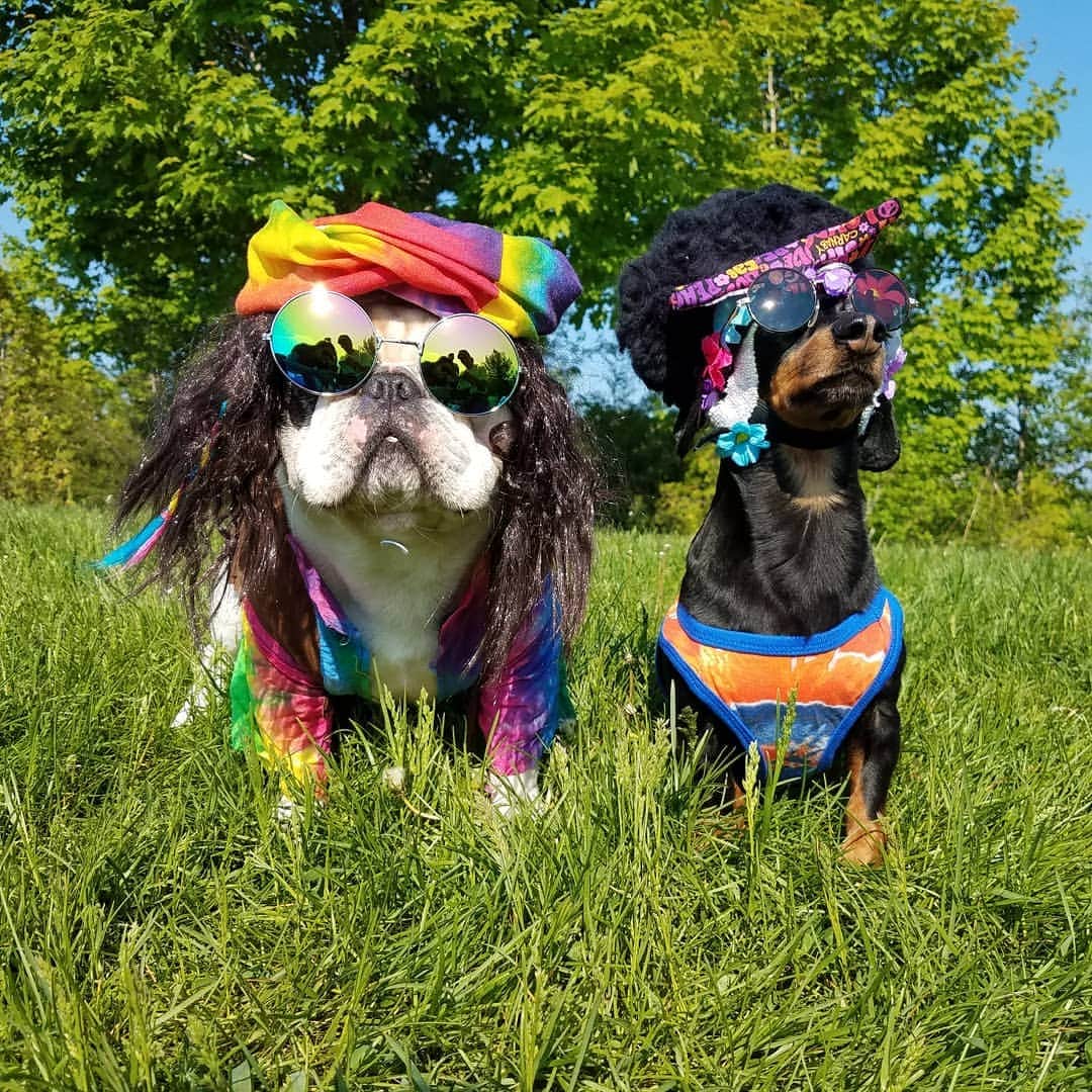 Manny The Frenchieのインスタグラム：「Throwback to hippie hangs with my pal @crusoe_dachshund ✌🌼 We look ready for Coachella 2nd weekend! 😂 #flowerpower」