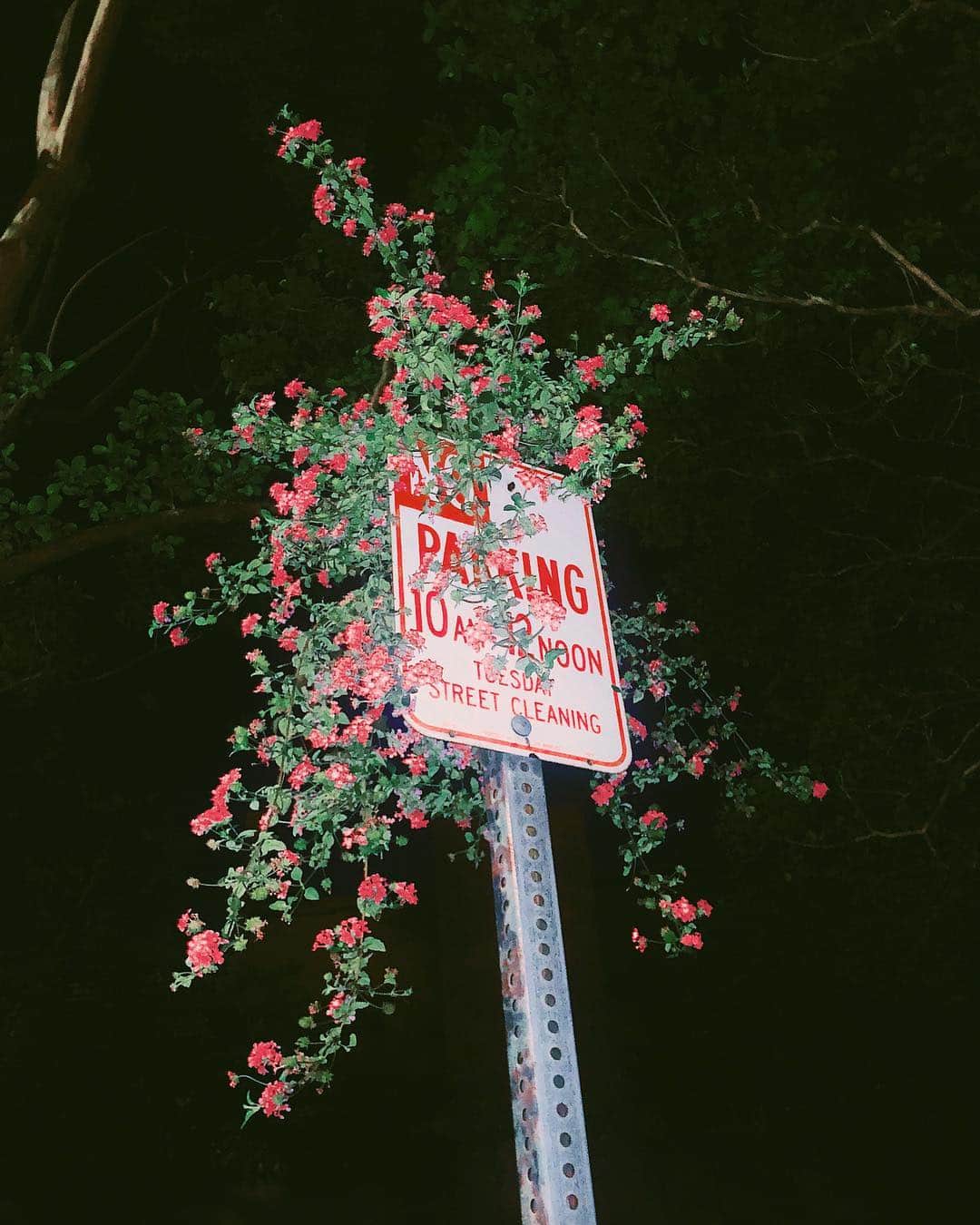 のインスタグラム：「flourish young rebel」