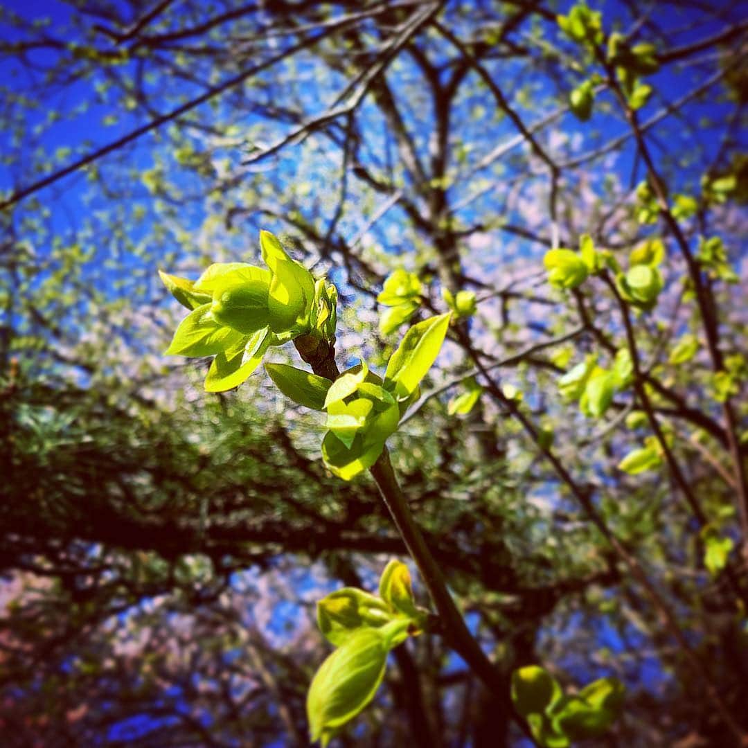 石田昌宏さんのインスタグラム写真 - (石田昌宏Instagram)「桜の花がもうすぐ終わり、木々の芽生えが始まりました。  #unknownjapan #新緑」4月19日 8時42分 - masahiro_ishida_