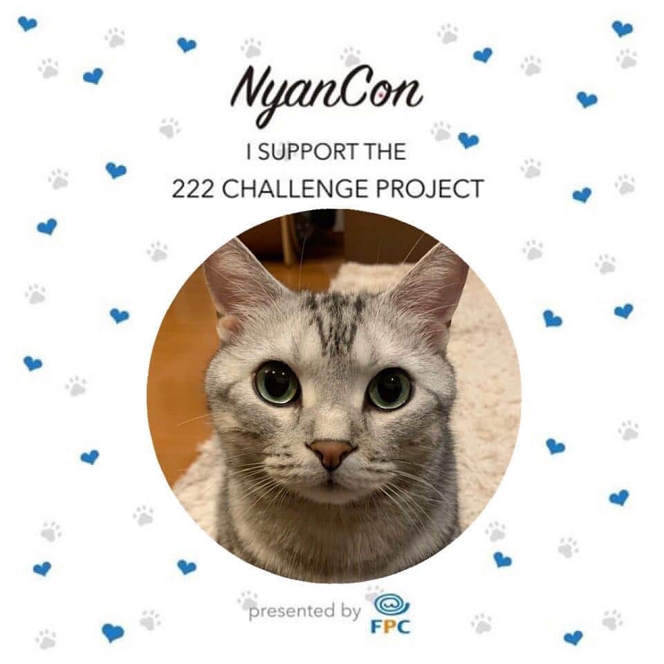 Alain アランさんのインスタグラム写真 - (Alain アランInstagram)「Hello! I become a supporter of the “222 Challenge  Project”. * NyanCon で新しいプロジェクトが4/19からスタート。今回のミッションは1ヶ月で愛猫写真22,200枚🐾。ミッション達成で「かながわペットのいのち基金」へ22,200円ご寄付だそう。  プロジェクト名は222 CHALLENGE PROJECT。アランもそのサポートメンバー（サポーニャン）のスタートメンバーに。頑張るにゃ！ 詳しくは @nyancon01 からwebをご覧くださいね！  #nyancon01  #222サポーニャン」4月19日 8時51分 - alain_cat