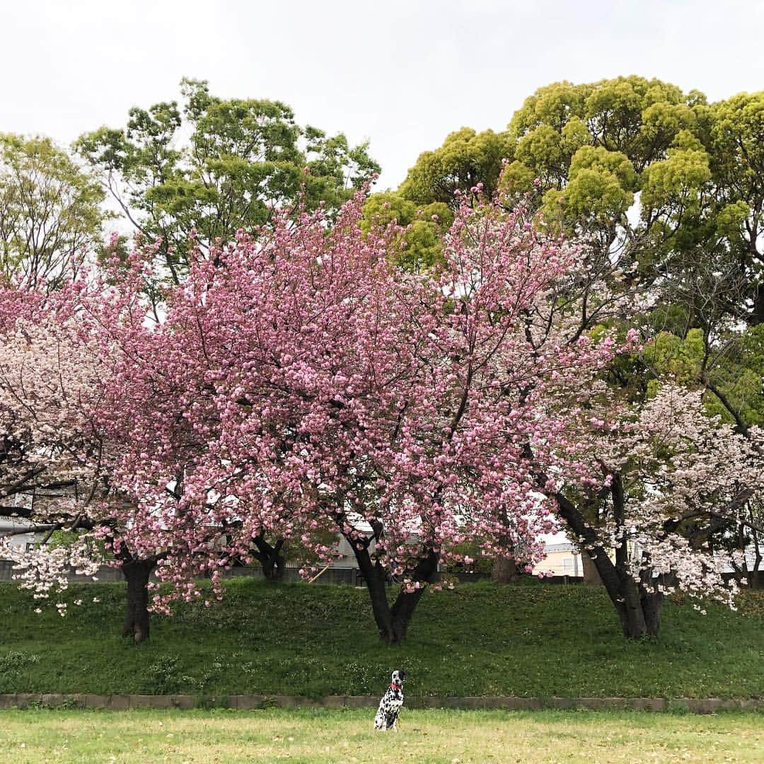 YOPPYさんのインスタグラム写真 - (YOPPYInstagram)「. 夏準備 #犬と桜 #dalmatian #ダルメシアン」4月19日 8時52分 - yoyoyopico