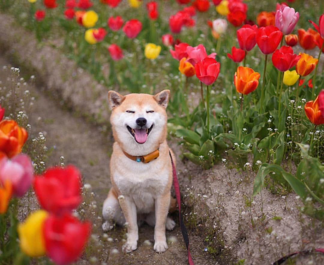 がんちゃんさんのインスタグラム写真 - (がんちゃんInstagram)「てんちゃんってやっぱ美犬だわぁ〜💕🌷🐕 #糸目ーズ #柴犬 #赤柴 #黒柴 #保護犬 #多頭飼い #shiba #shibastagram #shibadog #dogstagram #犬バカ #perro #perros」4月19日 8時59分 - kota2ann